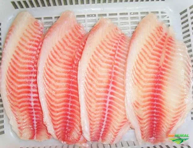 FILE DE TILAPIA KG